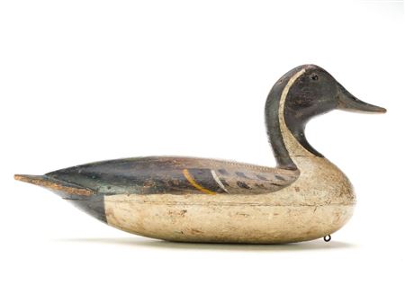 Pintail
