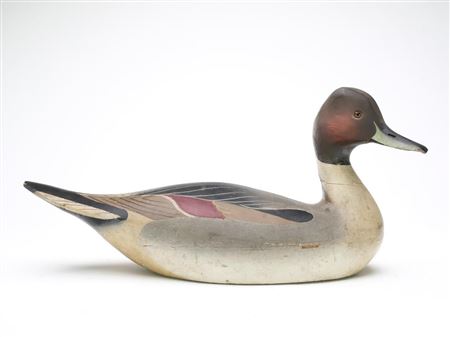 Pintail