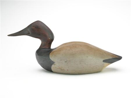 Canvasback