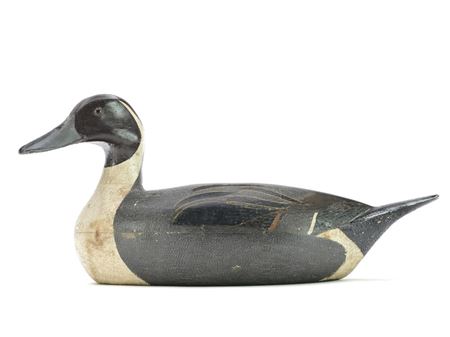 Pintail