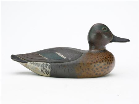 Greenwing teal drake