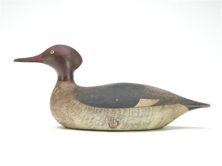 Merganser hen with extended crest