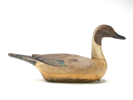 Pintail