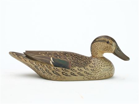 Greenwing teal hen