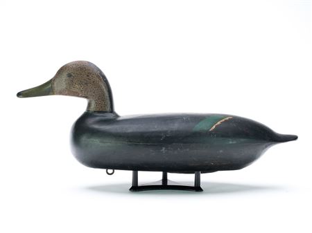 Black Duck