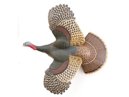 Gobbler Turkey