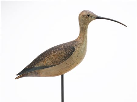 Curlew