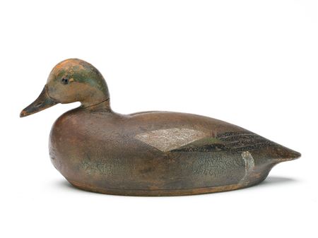 Widgeon