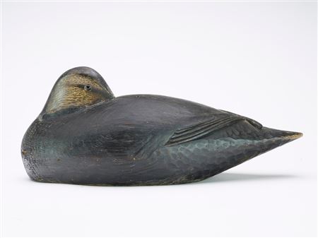 Sleeping Black Duck