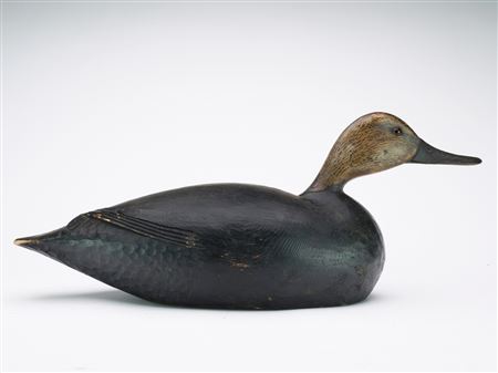 Swimming Black Duck