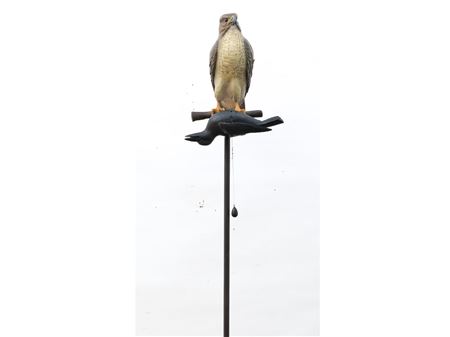 Red Tail Hawk with Dead Crow