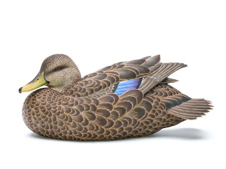 Black Duck