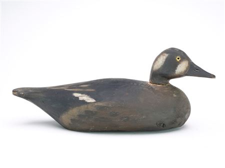 Surf Scoter with Slightly Turned Head