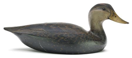 Black Duck