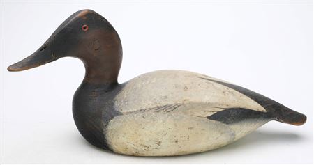 Canvasback