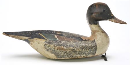 Pintail