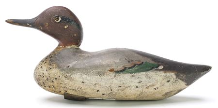 Greenwing teal