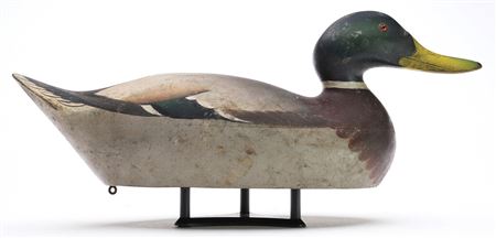 Mallard