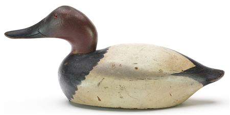 Canvasback