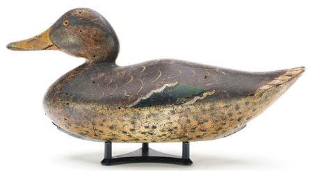Mallard hen