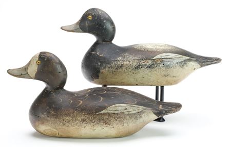 Pair of bluebills