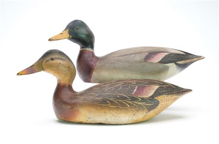 Early pair of mallards