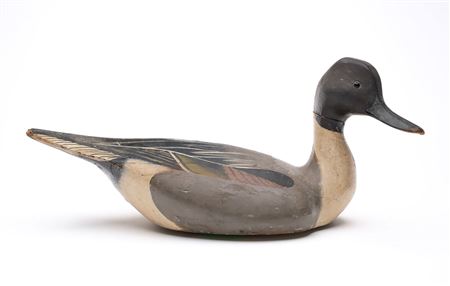 Early pintail