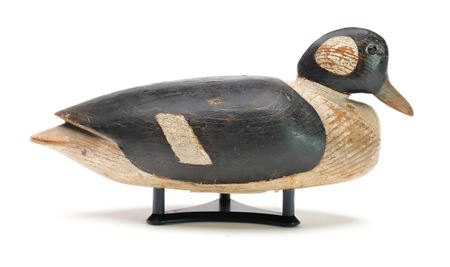 Rare bufflehead