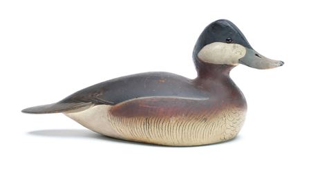 Male Ruddy Duck