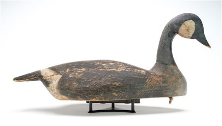 Canada goose
