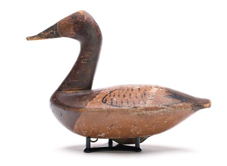 High head canvasback hen