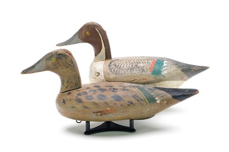 Pair of pintails
