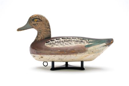 Rare widgeon