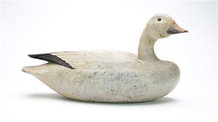 Exceedingly rare snow goose