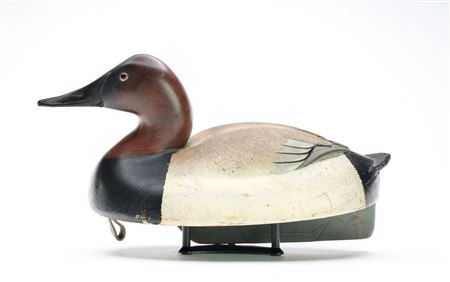 Canvasback