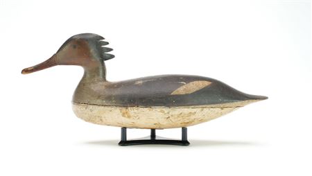 Merganser hen