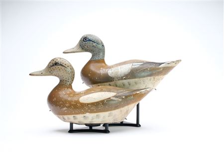 Rare pair of widgeon