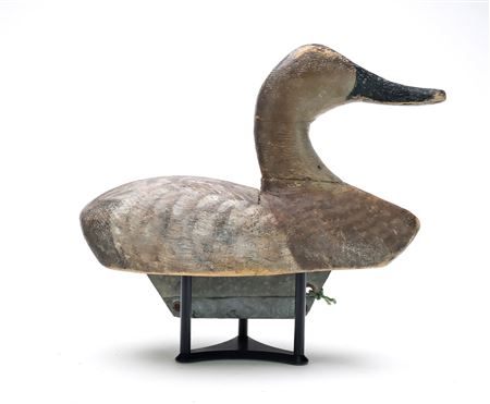 Canvasback hen
