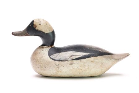 Rare bufflehead