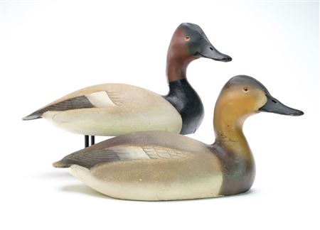 Pair of Canvasbacks