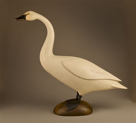 Standing tundra swan