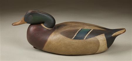 Resting mallard