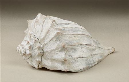 Whelk shell