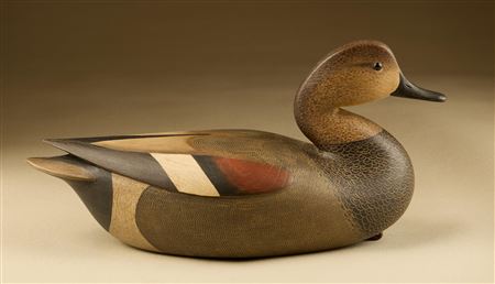 Drake gadwall