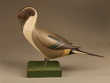Preening pintail