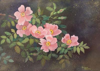 Alberta Wild Roses
