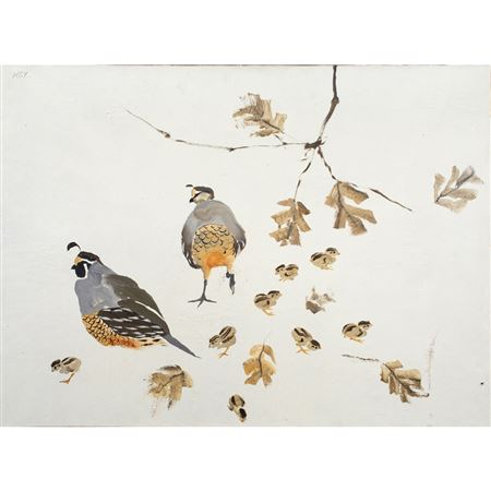Valley Quail