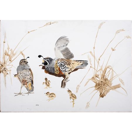 Valley Quail (Male Sunning Himself)