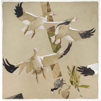 Snow Geese