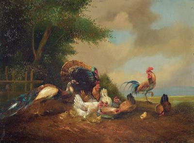 Poultry onthe potions, chickens, peacock and turkey